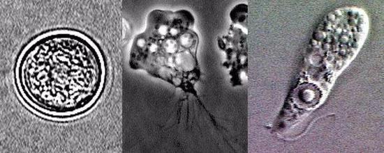 生物期:囊肿、滋养体、鞭毛虫