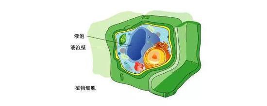 植物中的液泡(图片来源:https://cn.bing.com/,有修改)