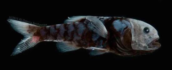 研究中用到的另一种“超黑鱼” 厚头犀孔鲷(Poromitra crassiceps)| Karen Osborn, Smithsonian