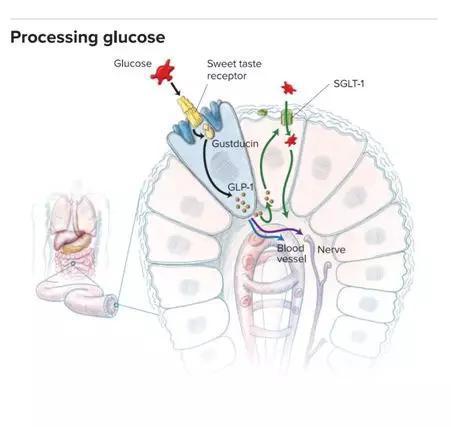 当葡萄糖与肠道细胞上的甜味感受器结合时,感受器会通过像GLP-1这类的中介物G蛋白(Gustducin)触发激素释放,从而正向调节如SGLT-1这种的葡萄糖转运分子,使葡萄糖进入血液。GLP-1还会作用于神经细胞,引起饱腹感,进而发出停止进食的信号。图源:NICOLLE R。 FULLER / SAYOSTUDIO