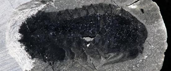 新发现的莫里森虫化石(图片来源:南京古生物所)