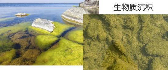 水体富营养化可导致生物质沉积,让水体沼泽化,甚至变陆地。|图虫创意