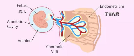 · 图片来源:invitra