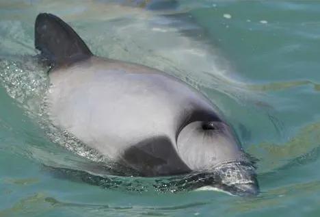 正常的赫氏矮海豚的出水呼吸场景(呼吸孔张开)丨Stephen M。 Dawson, et al。 / Marine Mammal Science(2016)