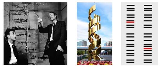 左:沃森和克里克讨论DNA模型(图源:A。 Barrington Brown)。中:北京中关村大街上的双螺旋雕塑(图源:科技快讯kjkxun.com)。右:代表两个不同DNA样本的条带图谱(图源:维基百科)。
