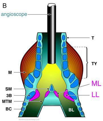 鸟类鸣管结构,M为鸣管肌,ML、LL为声带(图片来源:jeb.biologists.org)