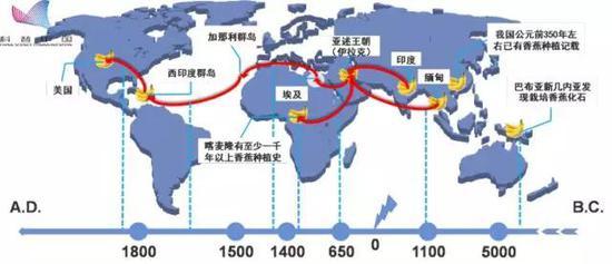 公元前数千年,巴布亚新几内亚和中国等地均有香蕉栽培记录。但目前全球广泛栽种的香蕉(如华蕉)为起源于东亚的人工栽培品种。因此,虽然我国拥有丰富的野蕉资源,但目前种植的香蕉却是舶来品。