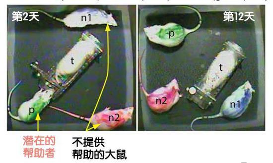 不提供帮助的大鼠(红色和蓝色)服用了抗焦虑药物,不会解救被困的同伴。潜在的帮助者(绿色)也后来也不会为被困的同伴提供帮助。这是大鼠身上表现出的旁观者效应。