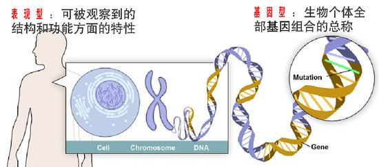 图4。 表现型及基因型