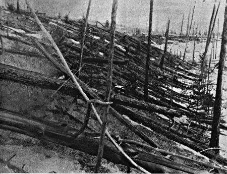 通古斯事件中倒塌的树木(图片来源:the Leonid Kulik Expedition)