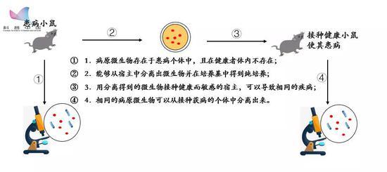 科赫法则