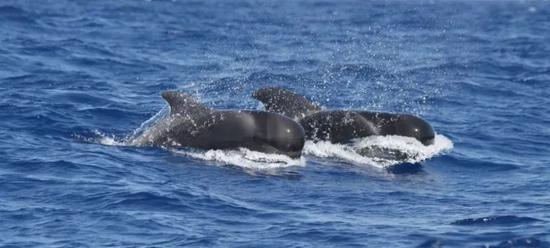短肢领航鲸(图片来源:Center of Whale Research)