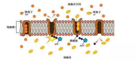 钠钾ATP酶(图片来源:FrontalCortex.com,有修改)