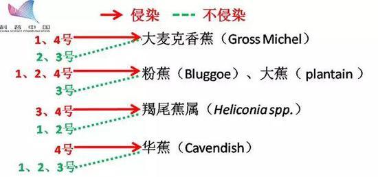 香蕉枯萎病4个生理小种(1-4号)对香蕉的侵染情况