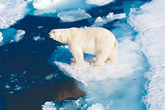 气候变化可能意味着许多北极熊的灭绝。 图片来源:All Canada Photos/Alamy