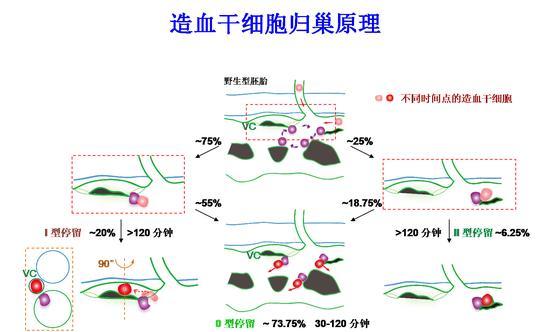 “先导细胞”引导造血干细胞进入血管微环境的原理图(紫色细胞为“先导细胞”,VC指示静脉微血管,绿色代表血管)