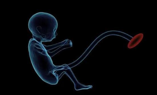 母体免疫:新生动物从母体获得的被动免疫力(图片来源:medicalxpress.com)