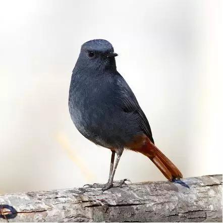 漂亮的红尾水鸲,尾羽与覆羽是滑腻的栗红色(Rhyacornis fuliginosus),喜欢在溪流、河谷和岩石间活动,会在地面上奔跑啄食昆虫。遇见人类时,会紧贴水面飞翔遁去。图片来源:网络。
