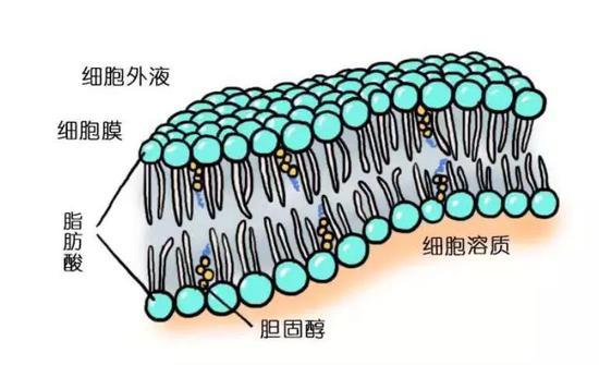 图2 胆固醇参与细胞膜的形成