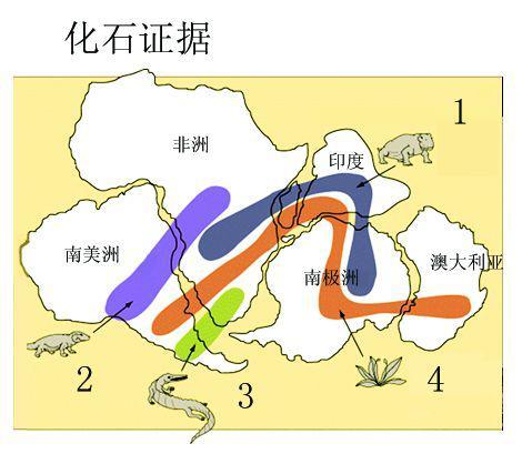 1.三叠纪陆生爬行类化石水龙兽;2.三叠纪约3米长的陆生爬行类化石;3.淡水爬行动物化石;4.在所有南大陆发现植物舌羊齿,证明这些大陆曾连在一起。(图片来源:网络)