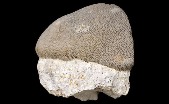 达尔文采集的滨珊瑚属珊瑚(Porites coral)标本 | 伦敦自然博物馆藏品