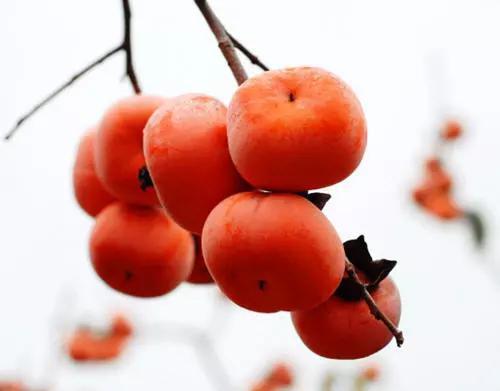 图片来自:jucanw.com