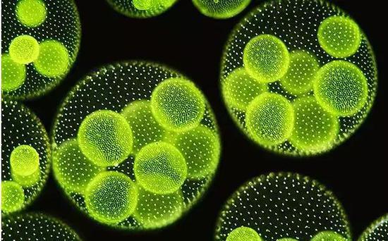 微藻的形态 (图片来源:www.bioindustry.cn)