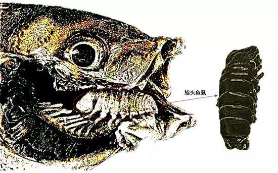 (图片为作者绘制)