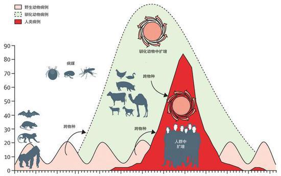 ▲病原体一旦从野生动物传播给驯化动物并大量扩增,传播给人类的几率就会大大增加(图片来源:thelancet.com)