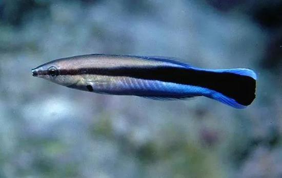 蓝星裂唇鱼 Bluestreak Cleaner Wrasse(图片来源:diveadvisor)