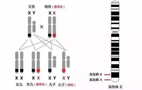 图5血友病X染色体连锁遗传图(图片来自网络)