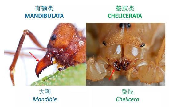 图示有颚类和螯肢类的主要区别(图片来源:南京古生物所制作)