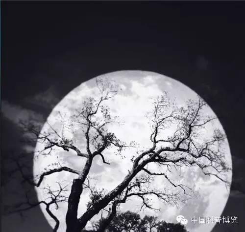 月色朦胧,树影婆娑