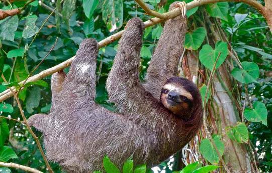 图源:Animals Time