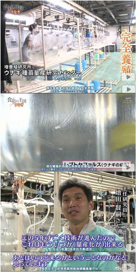日本已经能在实验室里完全人工繁殖鳗鱼,并称未来有量产可能。来源:《食彩之国》