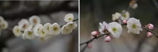 左:江梅型,右:绿萼型