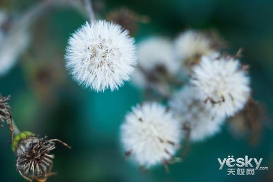ISO200,F4,1/100s,105mm