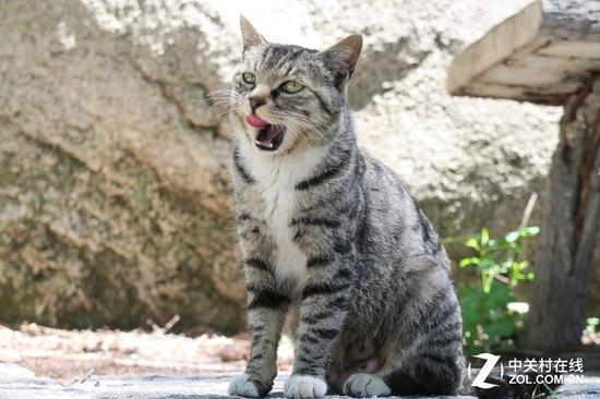颜值颇高的流浪猫(长焦镜头拍摄)