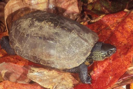 乌龟Mauremys reevesii(图片来自维基百科)