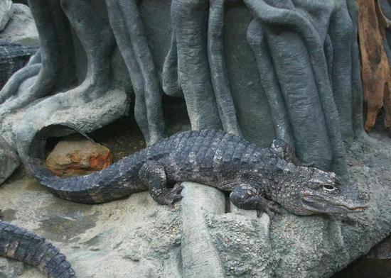 扬子鳄Alligator sinensis(图片来自维基百科)