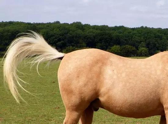 图源:Horse Nation