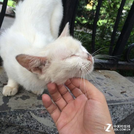 用这个动作和流浪猫套近乎