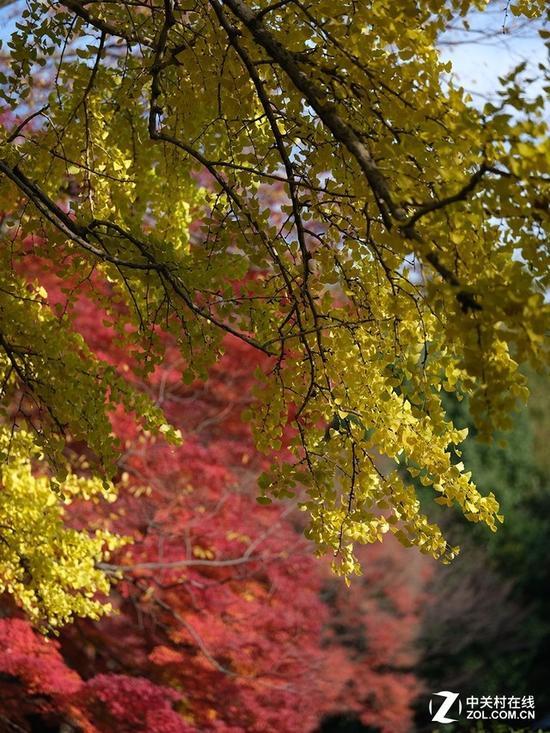 富士GF 110mm F2 R LM WR风光样张