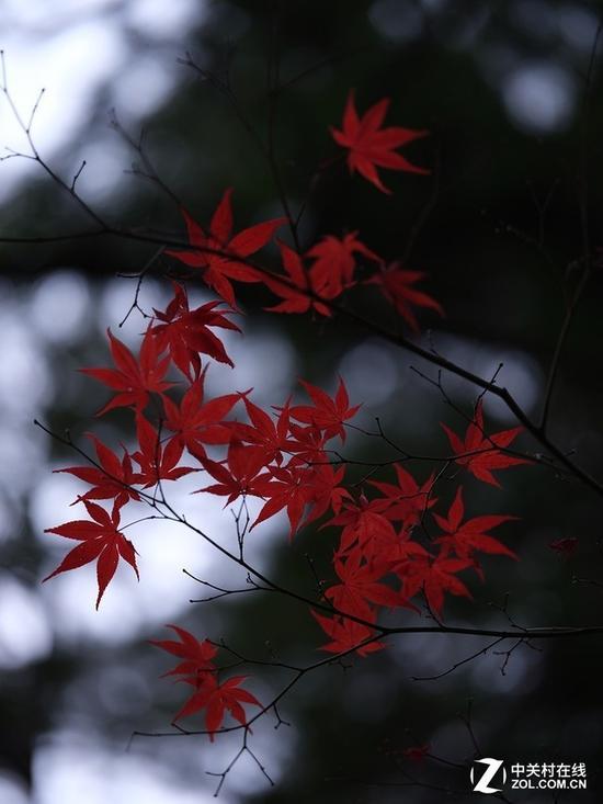 富士GF 110mm F2 R LM WR风光样张