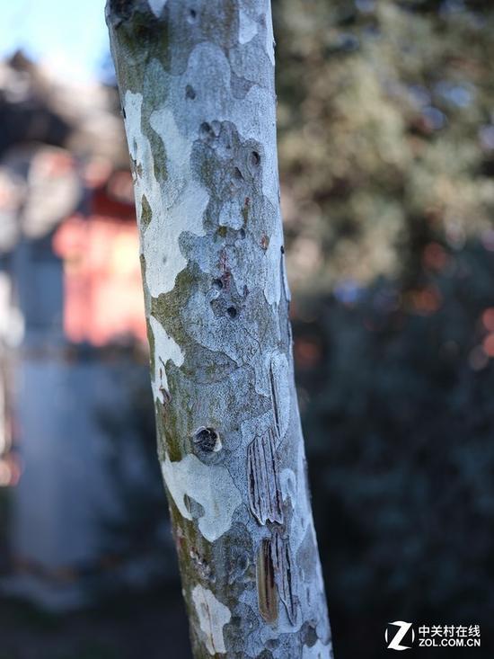 富士GF 45mm F2.8R WR样张