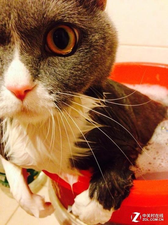 会哭的猫你见过吗?