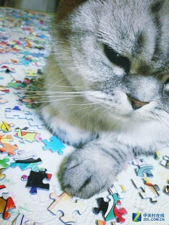 没人可以抵抗猫爪子的诱惑