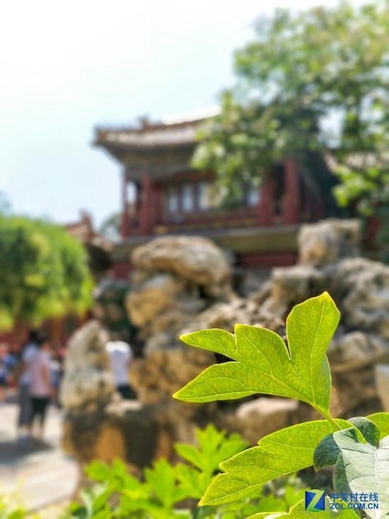 手机拍摄近景特写就可以达到更好的浅景深效果