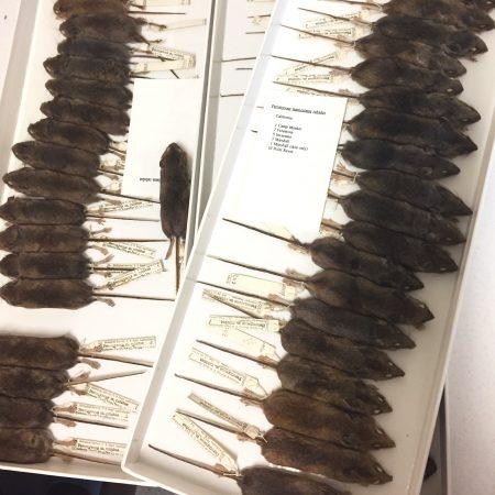 2、研究人员将博物馆数据与‘霓虹灯’国家生态观测网络的历史观测数据结合起来,目获得了全面详细的数据集。