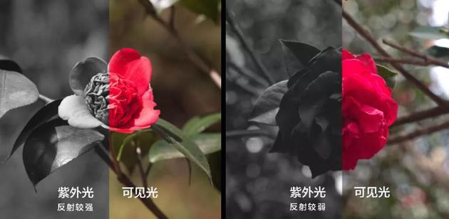 两个红花山茶品种的紫外和可见光对比